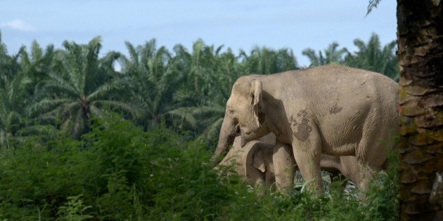  Disney+: Secretos de los Elefantes, entrevista exclusiva con Toby Strong, fotógrafo de National Geographic