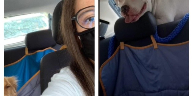  TikTok: Joven se hace viral por crear “Transporte” para mascotas